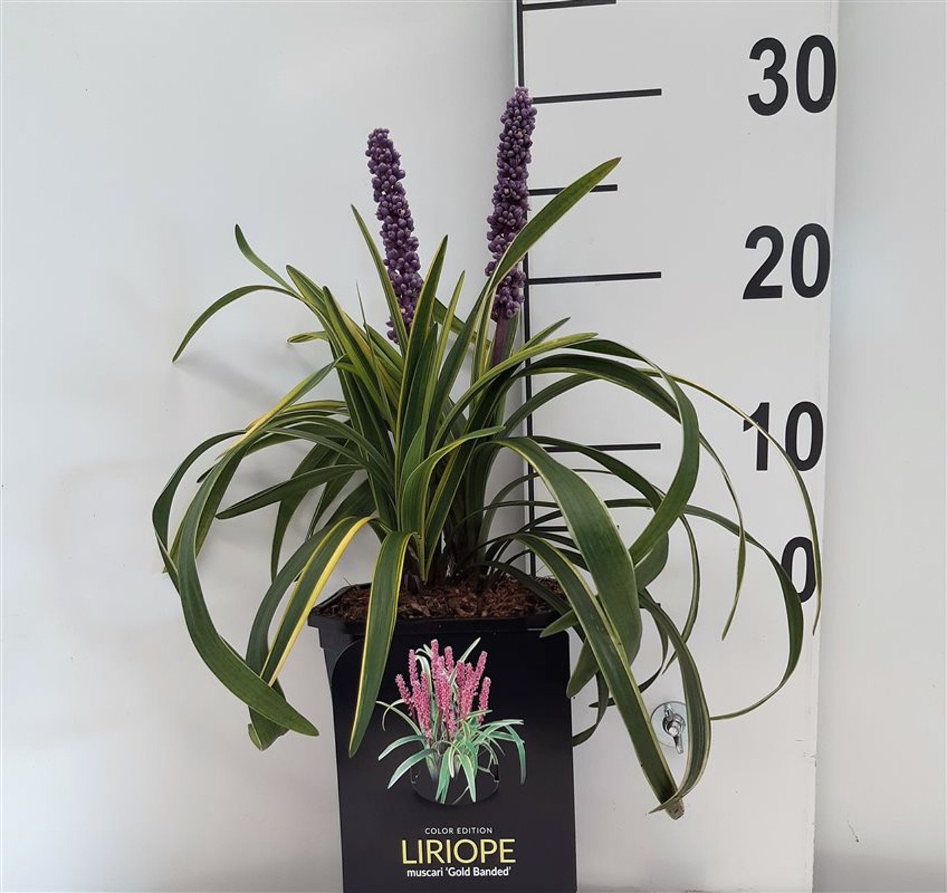 Liriope muscari 'Gold Banded' - C2 25-30 CM